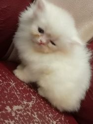 Perscian kittens for Sale