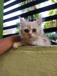 Persian cat 1 months old cream colour female