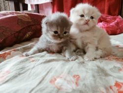 Persian kittens FOR SALE,home bred, heavy fur and dewormed
