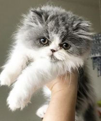 Beautiful Persian kitten