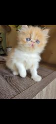 CFA Persian kittens