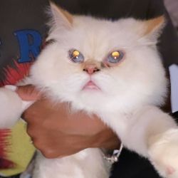 Persian cat for adoption