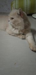 PERSIAN CAT MALE 2 YEAR OLD