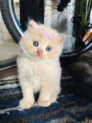 Male persian kittens available for sale