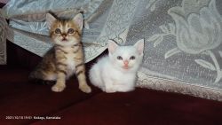 Cute kittens Persian cross breed for sale