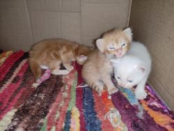 6 semi Persian kitten for sell