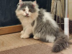Persian kitten 80days old male and female ,active and healthy kitten a