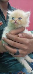 Doll face kittens pure breed 1 month old
