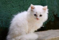 ADOPTION PERSIAN CAT