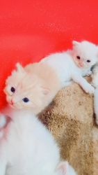 Persian kitten in white and brown with furry tails