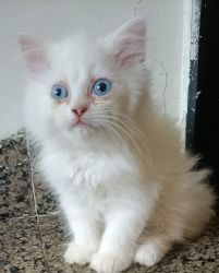 3 pershian cat for sale 2 months old