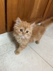 PERSIAN KITTENS |3 MONTHS OLD | POTTY TRAINED | SALE | BANGALORE