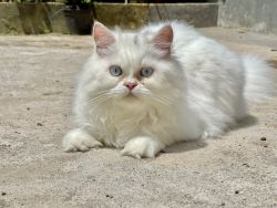 6 months old White female persian cats for sale