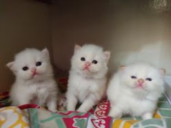 Persian cat for sale 35 days old