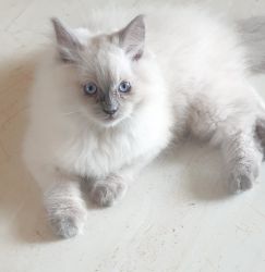 Beautiful Exotic Kitten (Himalayan/Persian)