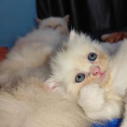 2 months old female punch face healthy kitten for sale