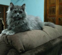 Silver Grey Persian Cat