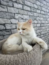 Persian cat 1.8years