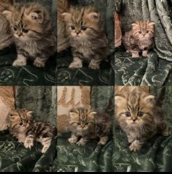 Persian Kitty for Sale!