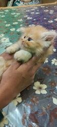 Persian kittens available male and female both