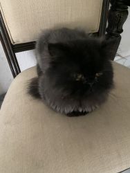 Male black Persian cat
