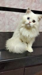 White persian kittens