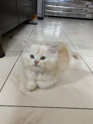 Persian kitten 2.5 Months old
