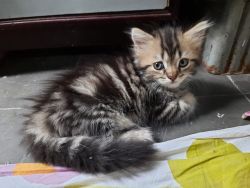 Persain Female Kitten