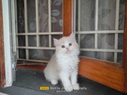 Quality Persian kittens for Sale
