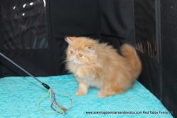 Persian kittens available