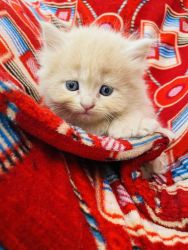 Persian cats in doll face 1.5 month old grey or orange color