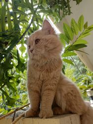 Female persian cat