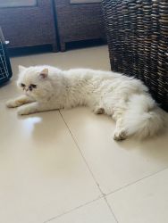 White percian cat