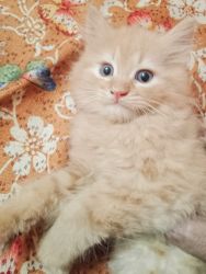 Persian cat male kitten for sale