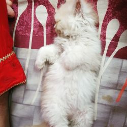 Persian Kitten Cat Male/Female