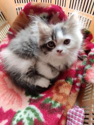 Persian Male & Female Kittens
