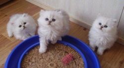 Three little Persian kittens for sale.