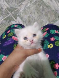 Persian kitten Doll Face