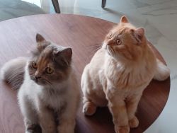 Looking for a Loving home for two adorable Persian cats