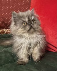 Persian and exotic babies available. CFA registered and health guaran
