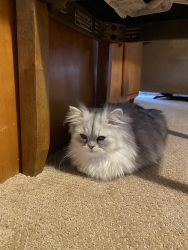 Silver Shaded Doll Face Persian