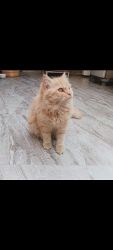 Persian ginger kitten