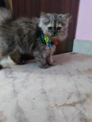 Persian cat 2 month old