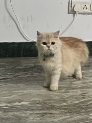 Persian cat female