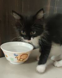 Male bio-coloured Persian kitten for sale