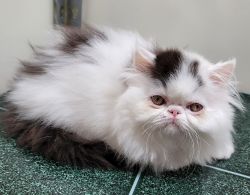 black/white male Persian kitten for sale