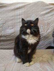 Black persian male cat