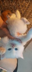 Persian kitten long hair
