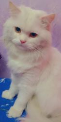 Persian white male cat for sale