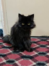 Black male Persian cat for sale